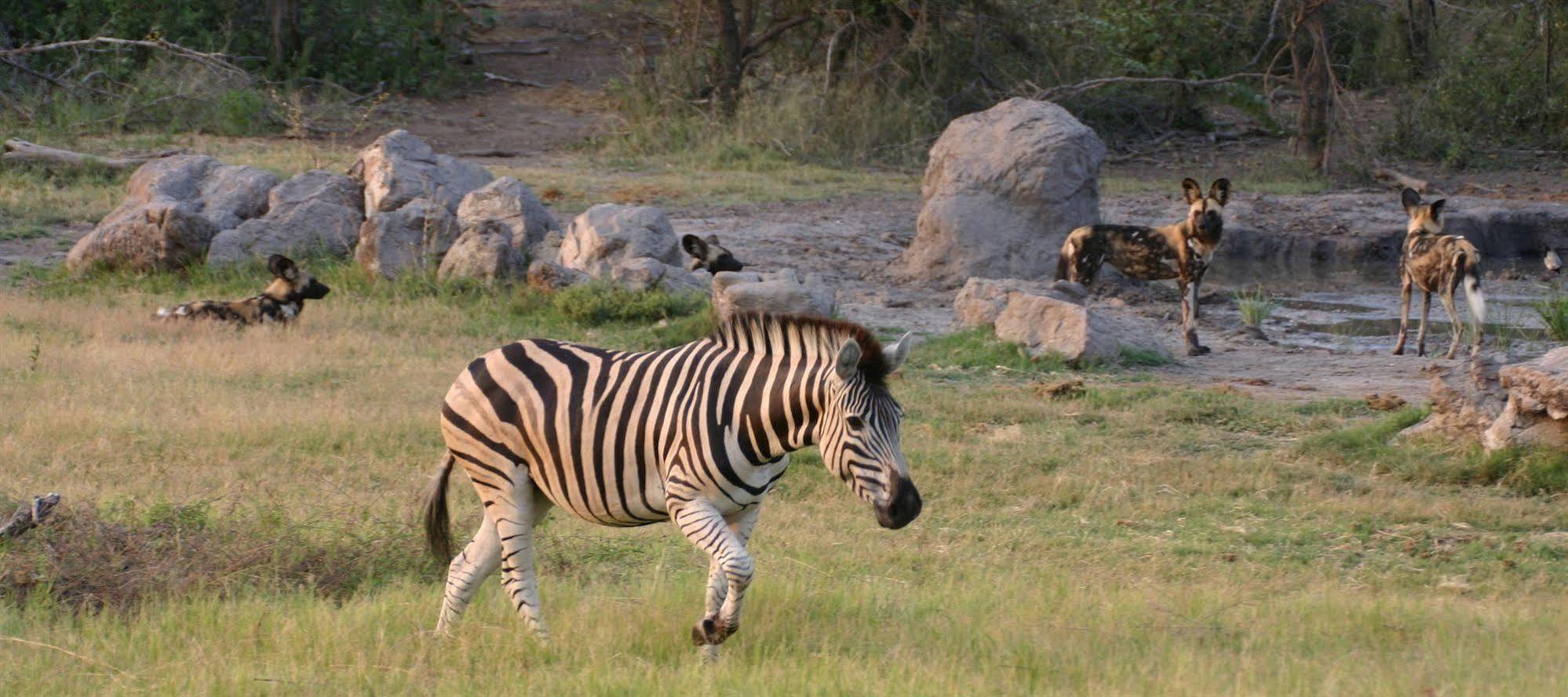 Jamala Madikwe Villa Madikwe Game Reserve Exterior foto